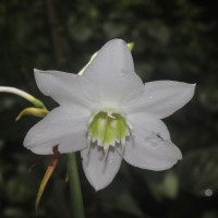 <i>Urceolina </i>   grandiflora  (Planch. & Linden) Traub