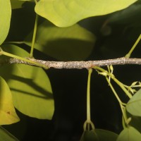Dendrolobium umbellatum 'Vanuatu'