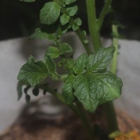 Solanum tuberosum L.