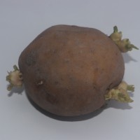 <i>Solanum tuberosum</i>  L.