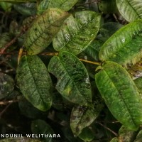 Axinandra zeylanica Thwaites