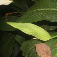Spathiphyllum cannifolium (Dryand. ex Sims) Schott
