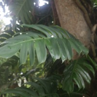 Epipremnum pinnatum (L.) Engl.