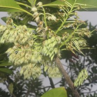 Elaeocarpus angustifolius Blume