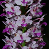 Rhynchostylis retusa (L.) Blume