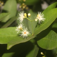 Syzygium myrtifolium Walp.