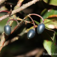 Elaeocarpus ceylanicus (Arn.) Mast..
