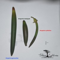 Bruguiera gymnorhiza (L.) Lam.