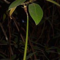 Rhizophora apiculata Blume