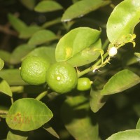 Citrus × aurantiifolia (Christm.) Swingle
