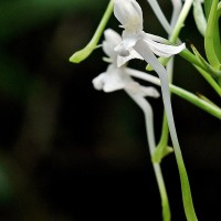 Habenaria rhynchocarpa (Thwaites) Trimen