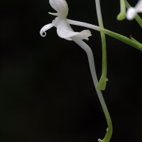 Habenaria rhynchocarpa (Thwaites) Trimen