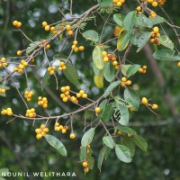 Ficus drupacea Thunb.