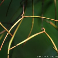 Ichnocarpus frutescens (L.) W.T.Aiton