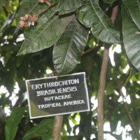 Erythrochiton brasiliensis Nees & Mart.