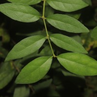 Thunbergia erecta (Benth.) T.Anderson