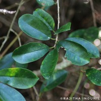 Maclura spinosa (Willd.) C.C.Berg