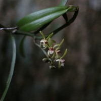 <i>Trichoglottis longifolia</i> Atthan., C.Bandara, N.L.Bandara & Kumar
