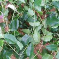 Argyreia hancorniifolia Gardner ex Thwaites