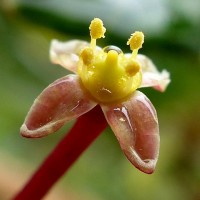Cissus gardneri Thwaites