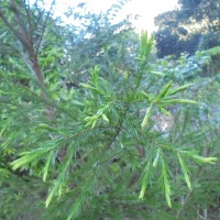 Melaleuca alternifolia (Maiden & Betche) Cheel