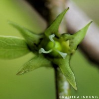Cleistanthus collinus (Roxb.) Benth. ex Hook.f.