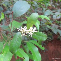 Flora of Sri Lanka