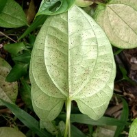 Dioscorea alata L.