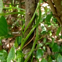 Dioscorea alata L.