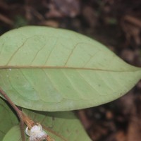 Eugenia haeckeliana Trimen