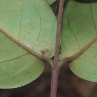 Eugenia haeckeliana Trimen