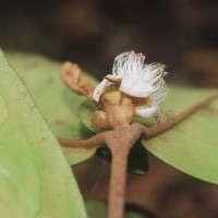 Eugenia haeckeliana Trimen