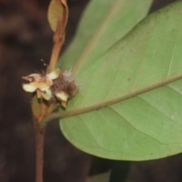 Eugenia haeckeliana Trimen