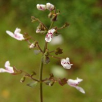 Flora of Sri Lanka
