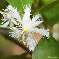 Cassipourea ceylanica (Gardner) Alston