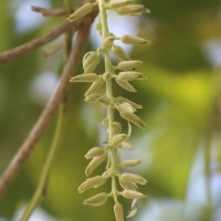 Mucuna pruriens var. utilis (Wall. ex Wight) Baker ex Burck