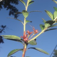 Flora of Sri Lanka