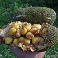 Artocarpus nobilis Thwaites