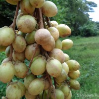 Baccaurea motleyana (Müll.Arg.) Müll.Arg.