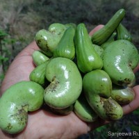 Anacardium occidentale L.