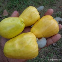 Anacardium occidentale L.