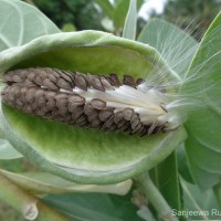 Calotropis gigantea (L.) W.T.Aiton