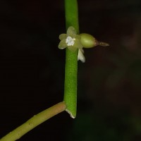 Rhipsalis baccifera (J.S.Muell.) Stearn