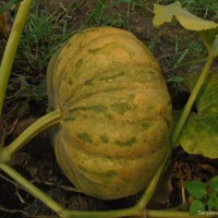 Cucurbita maxima Duchesne