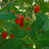 Capsicum frutescens L.