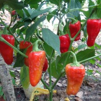 Capsicum frutescens L.