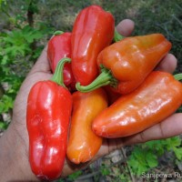 Capsicum frutescens L.