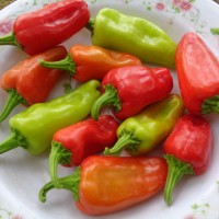 Capsicum frutescens L.