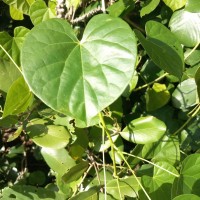 Tinospora crispa (L.) Hook.f. & Thomson