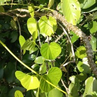 Tinospora crispa (L.) Hook.f. & Thomson